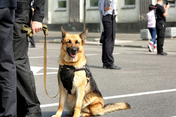 Protector Security Services | Professional Security Solutions